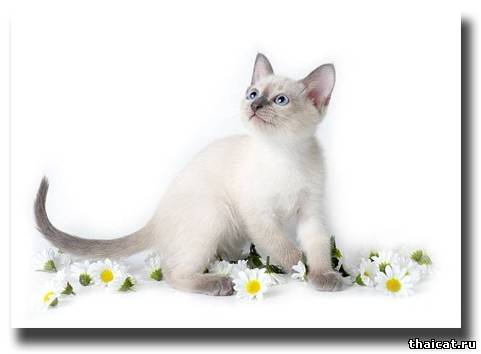 тайский котенок