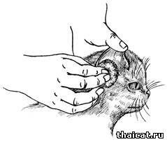 прочищение ушной раковины у кошки