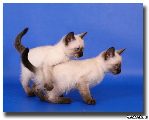 тайские котята