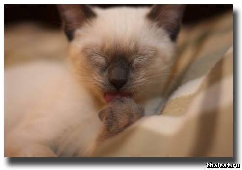 тайский котенок