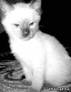 тайский котенок