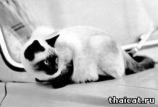 тайская кошка