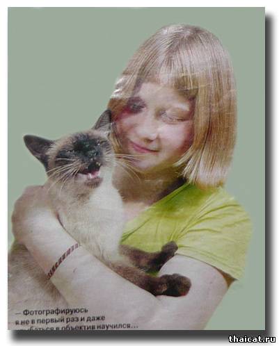 тайский котик и девочка