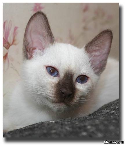 тайский котенок