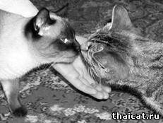 тайская кошка знакомится