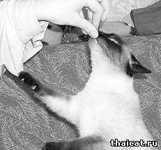 тайская кошка