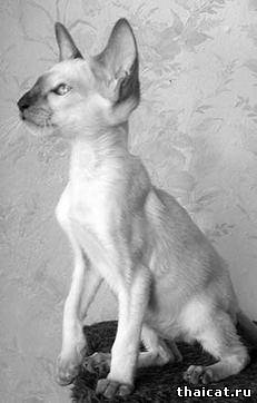 сиамский котенок