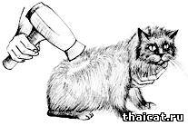 высушивание кошки феном