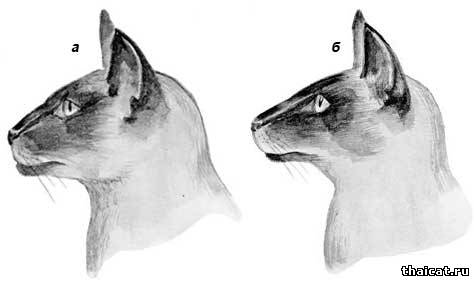 строение челюстей у сиамской кошки