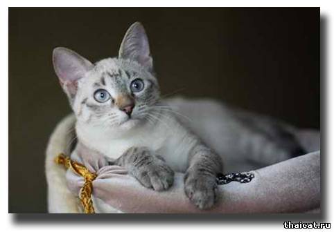 тайский котенок