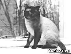 тайский кот