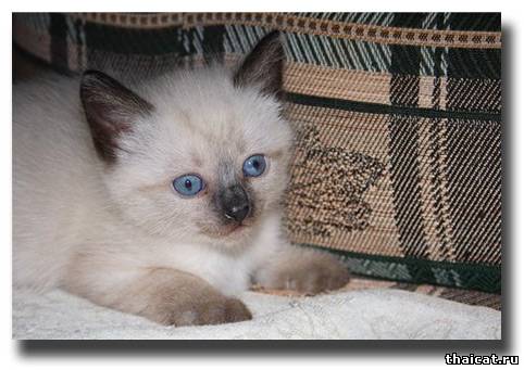 тайский котенок