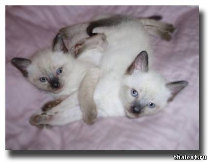 айские котята