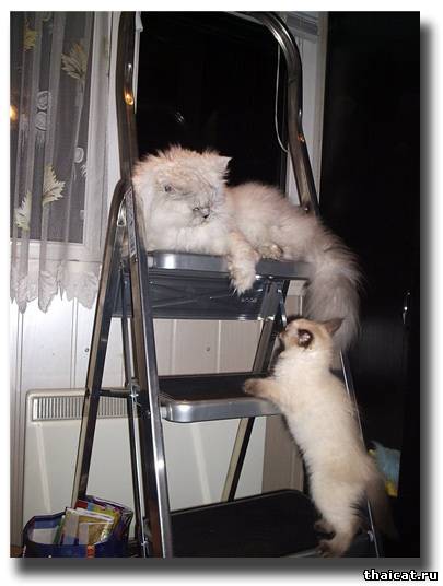 тайский котенок и перс