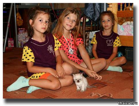 тайский котенок и дети