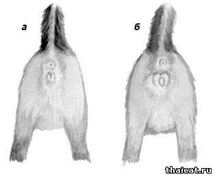 определение пола у кошки