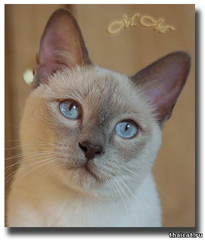 тайская кошечка