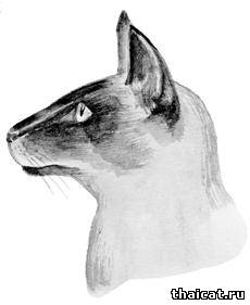 профиль сиамской кошки