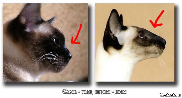 Различия между сиамскими и тайскими кошками