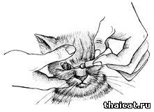 закапывание лекарства в глаза