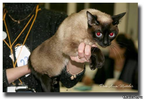 Как правиильно показывать тайскую кошку