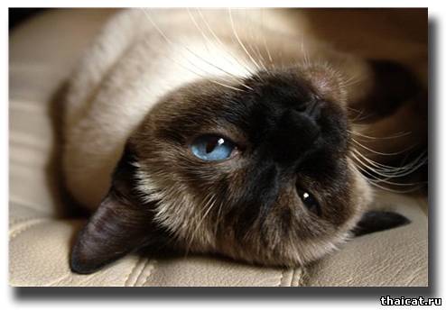 тайская кошечка