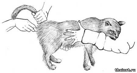 измерение температуры тела у кошки