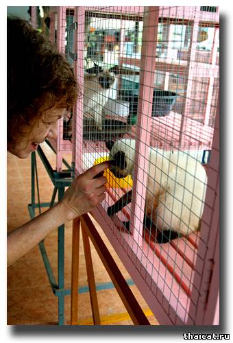 Тайская кошка во Дворце Сиамских Кошек, Бангкок (The Siamese Cat Palace), 2008