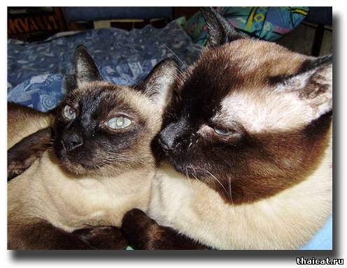 тайские кошки