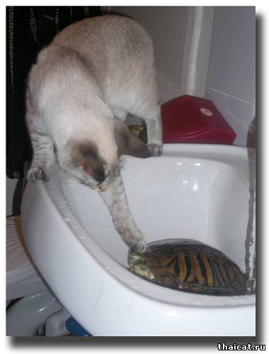 Сказочка про кризис