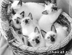 тайские котята