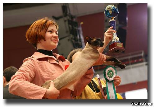 Как правильно показывать сиамскую кошку