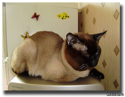 тайский кот