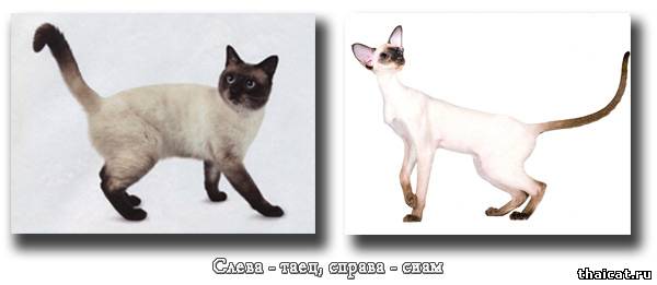 разница между сиамской и тайской кошкой