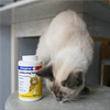 Витамины в жизни кошки