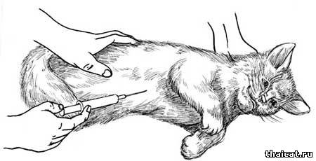 внутрибрюшная инъекция