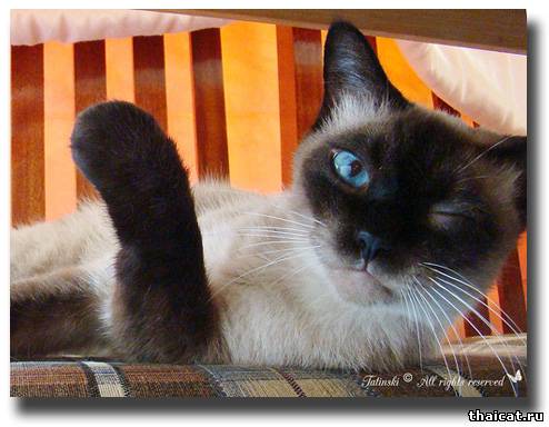 тайский кот