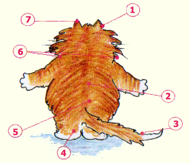 Мурр-точки вашей кошки, или как правильно гладить кошку