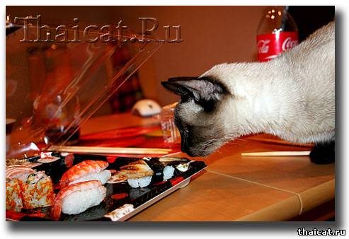 тайская кошка Лора кушает суши