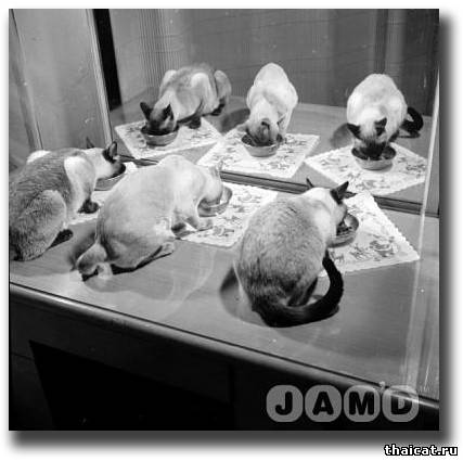Смешные фотографии с сиамскими кошками 30-50 годов XX века