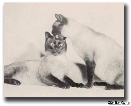Смешные фотографии с сиамскими кошками 30-50 годов XX века