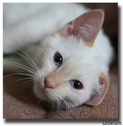 тайский котенок окраса ред-пойнт